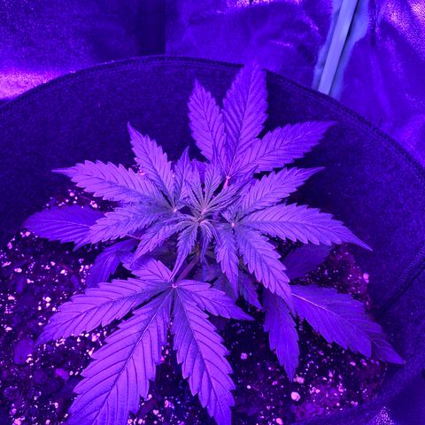White Widow Auto growlog photo: Temp and humidity staying fairly consistent throughout grow.