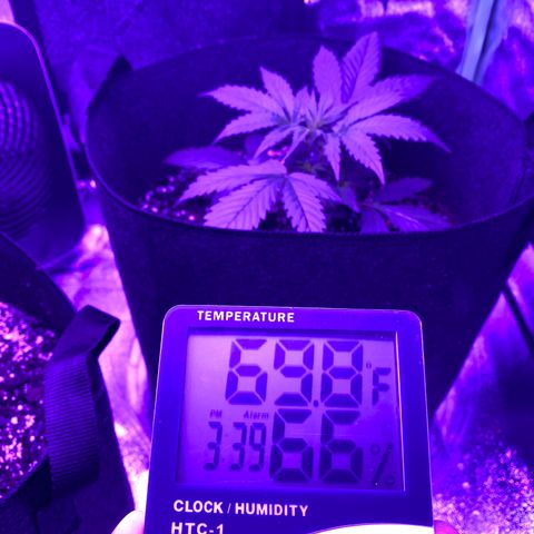 White Widow Auto growlog photo: Temp and humidity staying fairly consistent throughout grow.