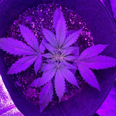 White Widow Auto growlog photo: Temp and humidity staying fairly consistent throughout grow.