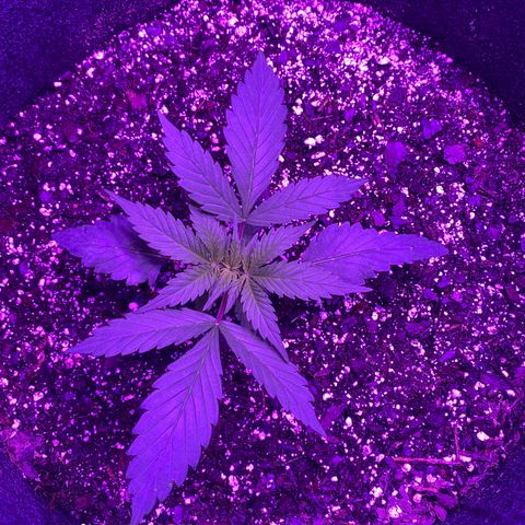 White Widow Auto growlog photo: Temp and humidity staying fairly consistent throughout grow.