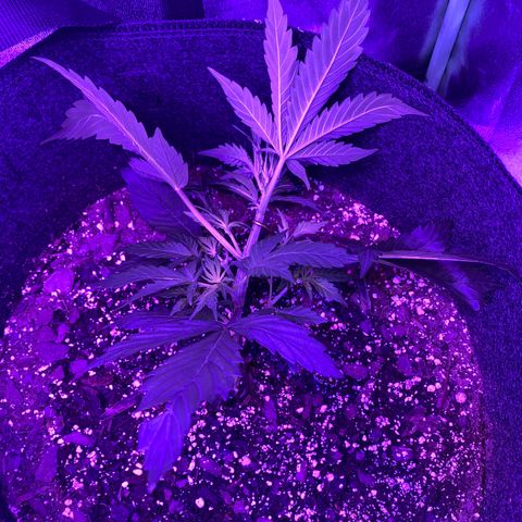 White Widow Auto growlog photo: Day 1 LST on larger plant.