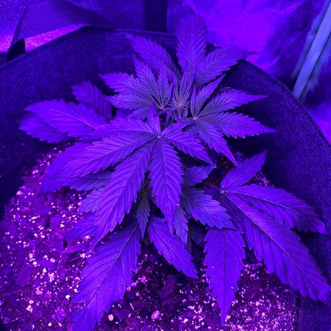 White Widow Auto growlog photo: One day post-LST on larger plant. Smaller plant looks full and healthy.