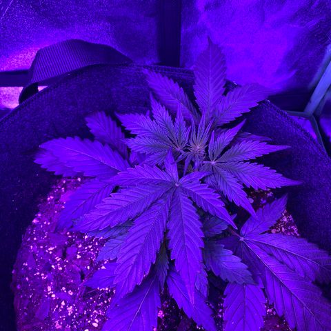 White Widow Auto growlog photo: One day post-LST on larger plant. Smaller plant looks full and healthy.