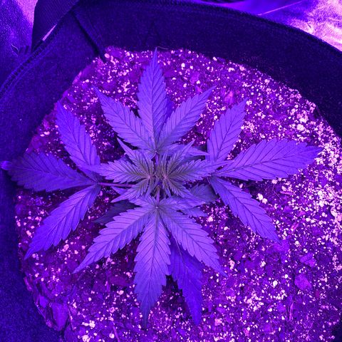 White Widow Auto growlog photo: One day post-LST on larger plant. Smaller plant looks full and healthy.