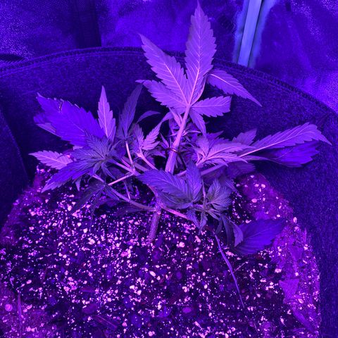White Widow Auto growlog photo: LST repositioned on larger plant. Day 1 LST on smaller plant.