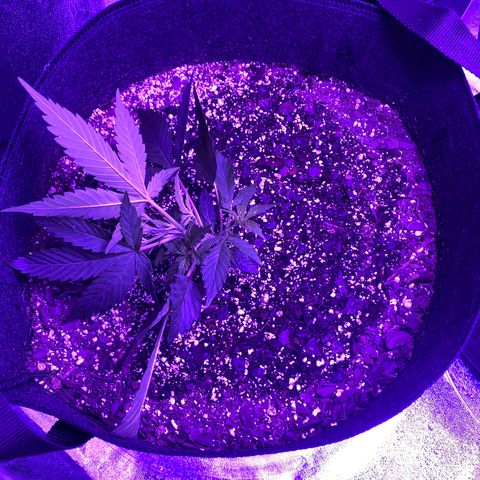 White Widow Auto growlog photo: LST repositioned on larger plant. Day 1 LST on smaller plant.