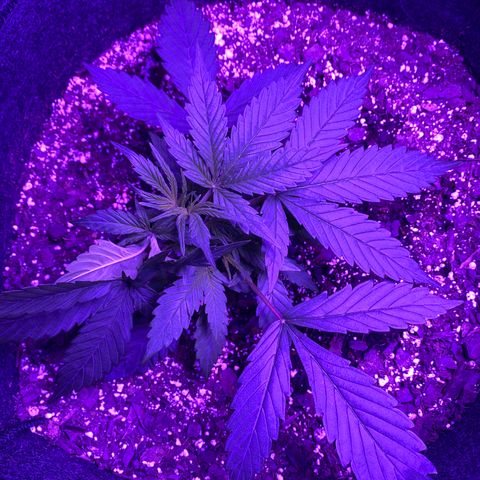 White Widow Auto growlog photo: Significant growth noted post-LST.