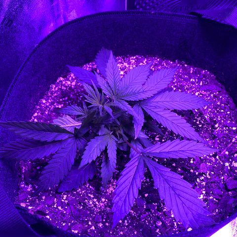 White Widow Auto growlog photo: Significant growth noted post-LST.