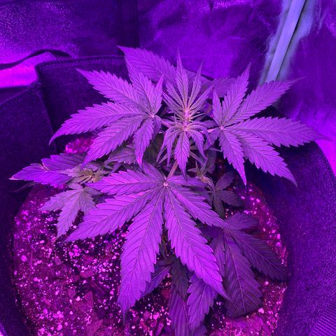 White Widow Auto growlog photo: Significant growth noted post-LST.