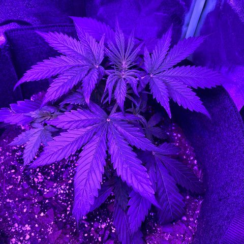 White Widow Auto growlog photo: Significant growth noted post-LST.