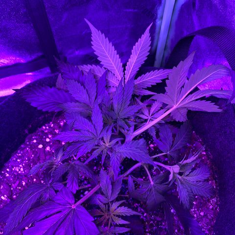 White Widow Auto growlog photo: LST wire repositioned on both plants. Gardening twine used to stabilize base of plants.