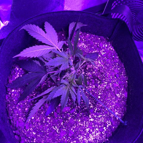 White Widow Auto growlog photo: LST wire repositioned on both plants. Gardening twine used to stabilize base of plants.