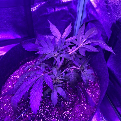 White Widow Auto growlog photo: LST wire repositioned on both plants. Gardening twine used to stabilize base of plants.