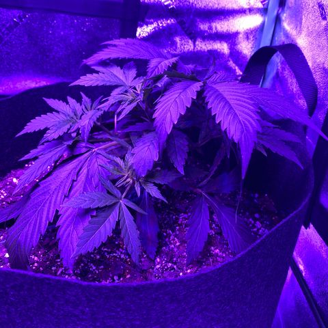 White Widow Auto growlog timeline photo