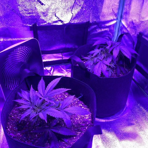 White Widow Auto growlog timeline photo