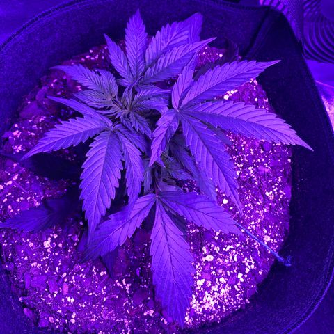 White Widow Auto growlog timeline photo