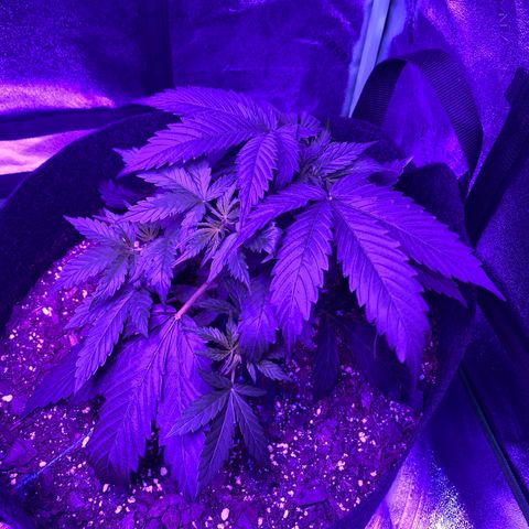 White Widow Auto growlog timeline photo