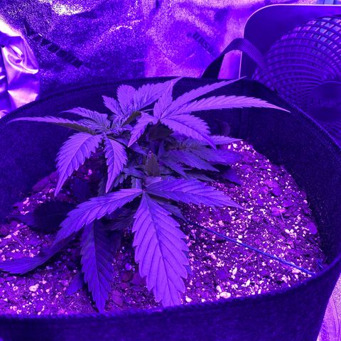 White Widow Auto growlog timeline photo