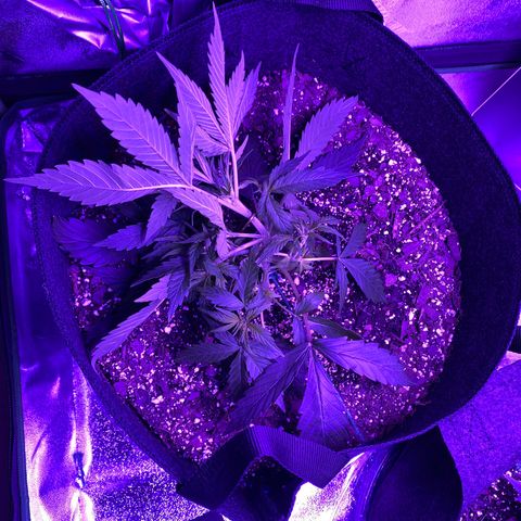 White Widow Auto growlog photo: More branches tied down, LST continued.