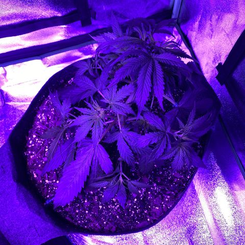 White Widow Auto growlog photo: More branches tied down, LST continued.