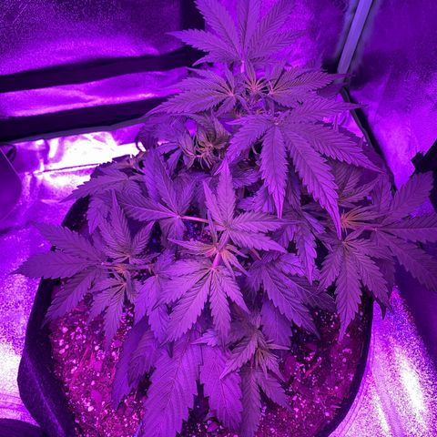 White Widow Auto growlog photo: Bloom light turned on.