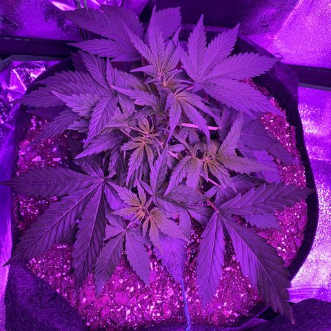 White Widow Auto growlog photo: Bloom light turned on.