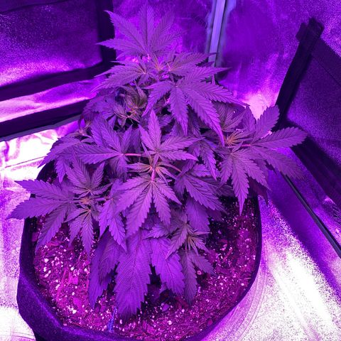 White Widow Auto growlog photo: Bloom light turned on.