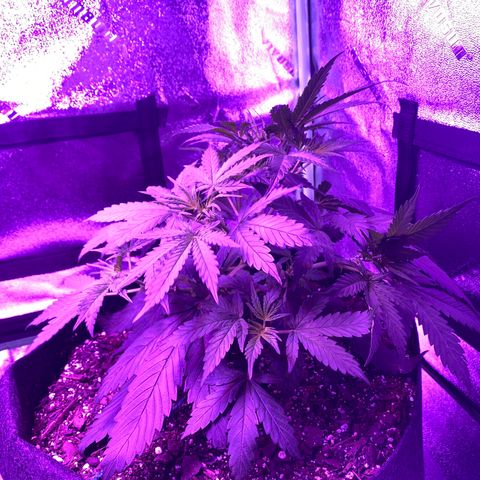 White Widow Auto growlog photo: LST adjusted on smaller plant. Lots of bud sights, potent smell, plants are thriving.