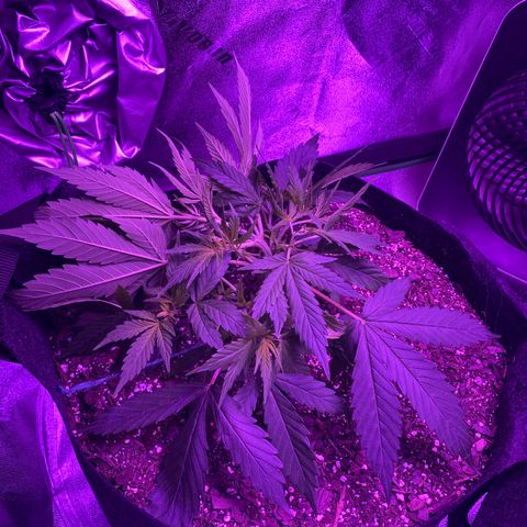 White Widow Auto growlog photo: LST adjusted on smaller plant. Lots of bud sights, potent smell, plants are thriving.
