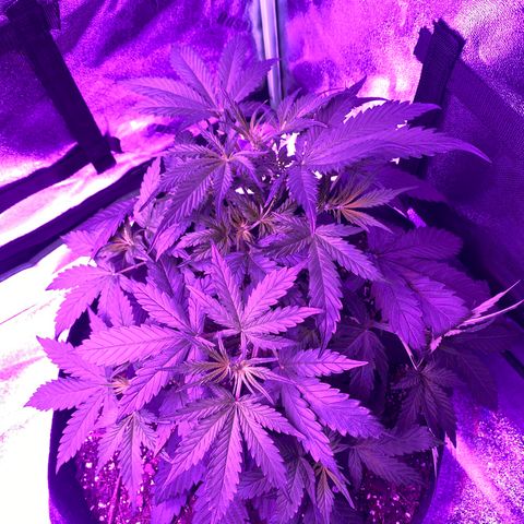 White Widow Auto growlog photo: LST adjusted on smaller plant. Lots of bud sights, potent smell, plants are thriving.