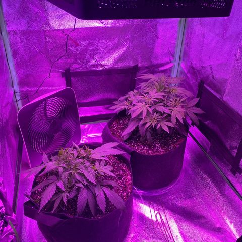 White Widow Auto growlog timeline photo