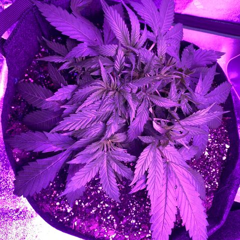 White Widow Auto growlog timeline photo