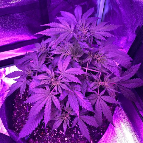 White Widow Auto growlog timeline photo