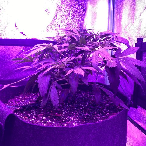White Widow Auto growlog timeline photo