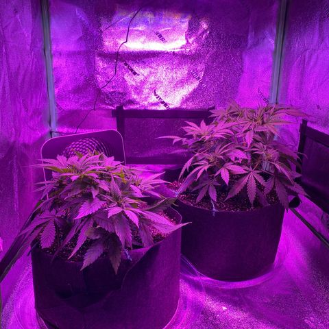 White Widow Auto growlog timeline photo