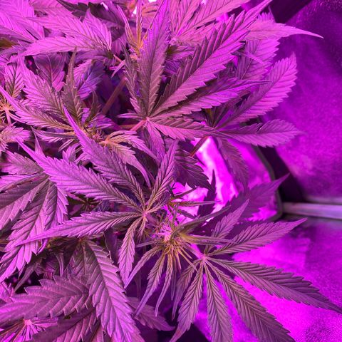 White Widow Auto growlog timeline photo
