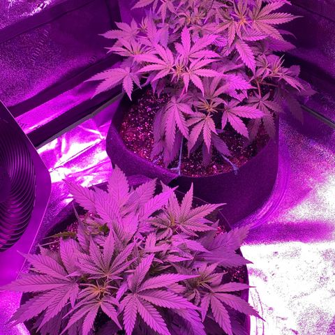 White Widow Auto growlog timeline photo