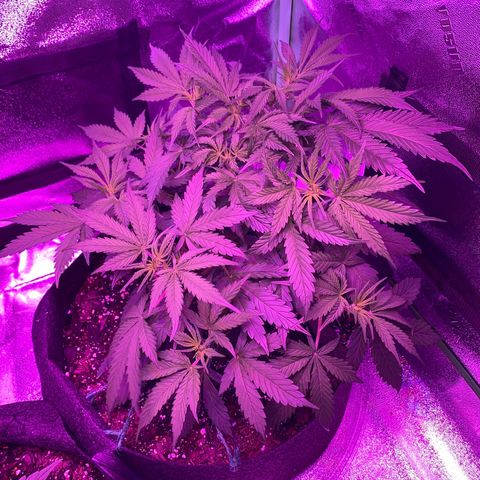White Widow Auto growlog timeline photo