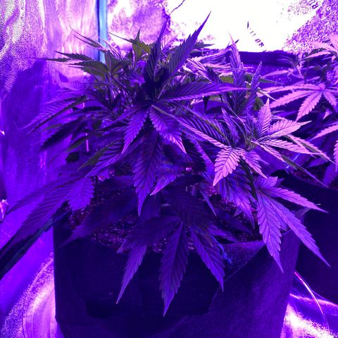 White Widow Auto growlog timeline photo