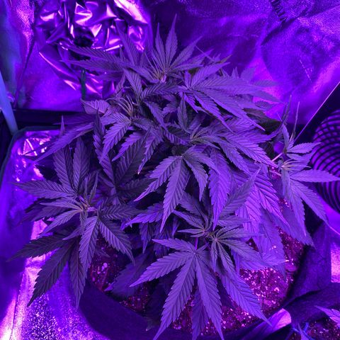 White Widow Auto growlog timeline photo