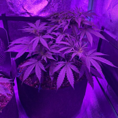 White Widow Auto growlog timeline photo
