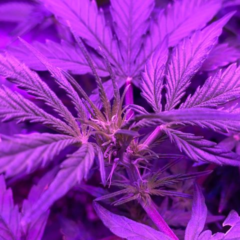 White Widow Auto growlog timeline photo