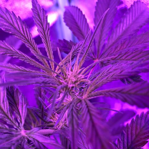 White Widow Auto growlog timeline photo