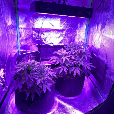 White Widow Auto growlog timeline photo