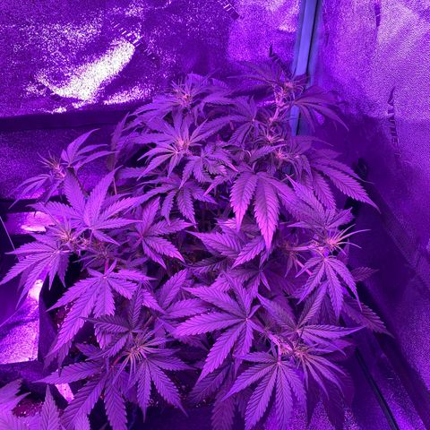 White Widow Auto growlog timeline photo
