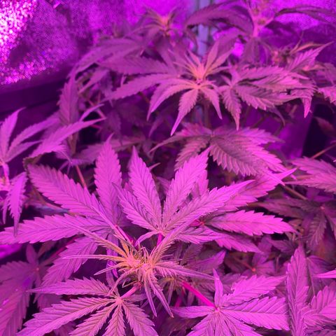 White Widow Auto growlog timeline photo