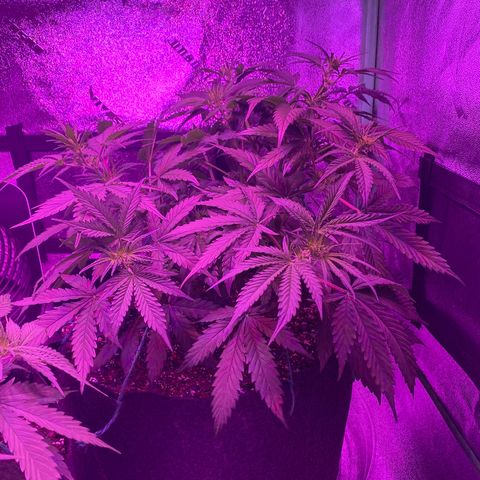 White Widow Auto growlog timeline photo