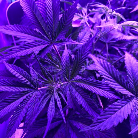 White Widow Auto growlog timeline photo
