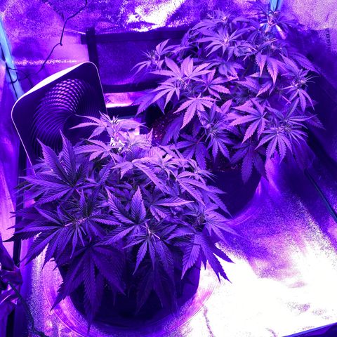 White Widow Auto growlog timeline photo