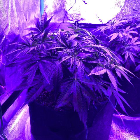 White Widow Auto growlog timeline photo